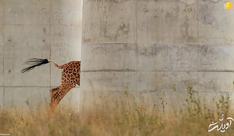 تصاویر تحسین شده مسابقه عکاسی حیات وحش ۲۰۲۲